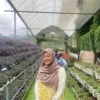 Nur Lily Mazmera Mohamad Mazlan