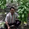 agro buah