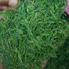 Premium GreenTea Supplier