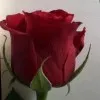 _ Altaf