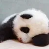 Zhao Zhang