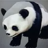 Senne Guo