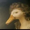 The Duck