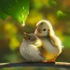 Sunny Dhillon