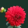 ASHWITHA RAO