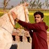H Haseeb Mehmood