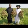 Muhammad Arif