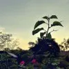 Barpeta Nursery