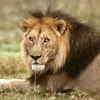 LION HVAC Systems PvtLtd