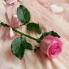 shayan shayanfar