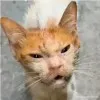 Nguyen ‎