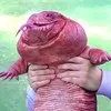 MacGyver The Lizard