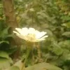 Namal Wijesekara