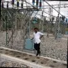 Shreedhara