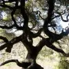 Cal Agrifolia