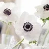 Eugenia