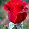 Amit Jain