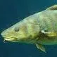 Eli Hughes