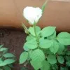 Surendra Babu