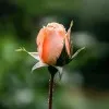 Shahin Alam