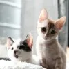 Cats Of Stone Soup