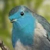 The Bird