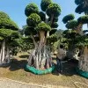 NEW PARADISE NURSERY AND GARDENS