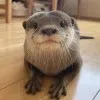 Curious Otter