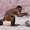 pandyan