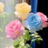 Sadia Mushtaq