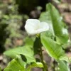 Flor Avellaneda