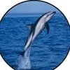 dolphinplacements com