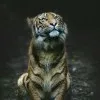 AKSHIT SINGH