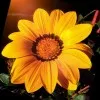 Surendra Patel