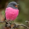 Robin Pinker