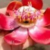 Silpa