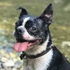 Kiesel The Dog