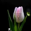 Kallu Kallu