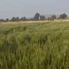Alemayehu