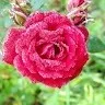 s harish