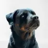 Togo da Doggo