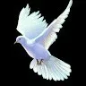 Usman Ansari