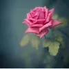 Sufiyan Ahmad