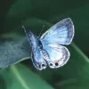 Nechama Rotenberg