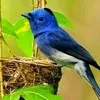Jayashree