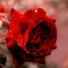deepa