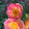 Patty Schwabe
