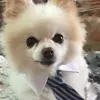 Whisky Dog