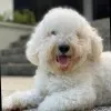 Benjy Dog