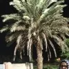 Saqiba Kashfi